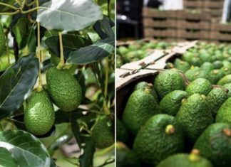 Avocado Production : Morocco’s COMADER Vigorously Denounces False Allegations of Valencia Farmers Association
