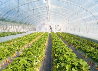 Farming for the future: how science is powering Morocco’s green generation El Bassatine and Chilean San Marcos team up for high-end berry production
