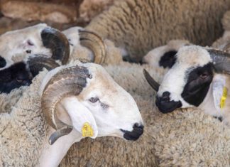 Eid Al Adha: 6.6 Mln Heads of Sheep and Goats Identified