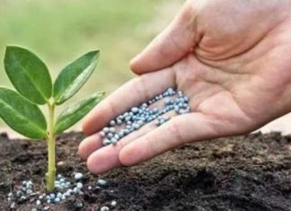 OCP revenue surges 21% in H1 2025 on fertilizer demand OCP revenue surges 21% in H1 2025 on fertilizer demand