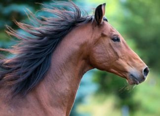 Rabat to host the 39th “Semaine du Cheval” at Dar Es Salam