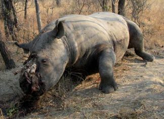 South Africa grapples with devastating rhino poaching crisis