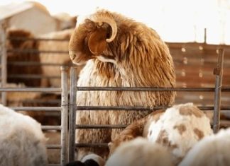 Press report : Eid Al-Adha in Morocco, a blend of tradition and modernity