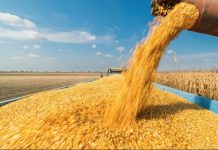 Argentina challenges French wheat dominance in key African market Argentina challenges French wheat dominance in key African market