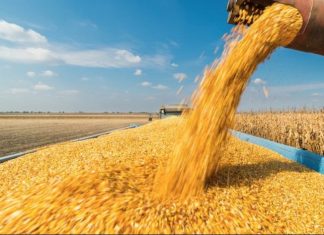Morocco increases wheat imports by 19% to combat harvest shortfall