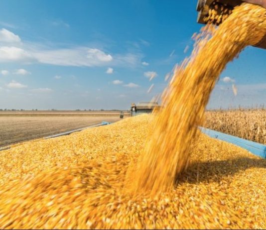 Argentina challenges French wheat dominance in key African market Argentina challenges French wheat dominance in key African market