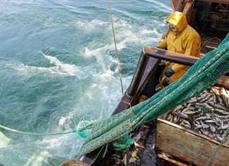 Fewer fish, higher profits: inside Morocco’s surprising seafood surge U.S. approves Moroccan fisheries for seafood exports until 2029