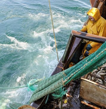 Moroccan fishing industry shrinks 15% in 2025 amid resource strain Moroccan fishing industry shrinks 15% in 2025 amid resource strain