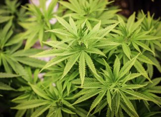 Understanding Morocco’s cannabis law 13-21: Key questions answered