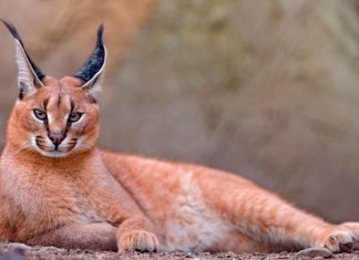 Guardians of the Atlas: The endangered wildcats of Morocco