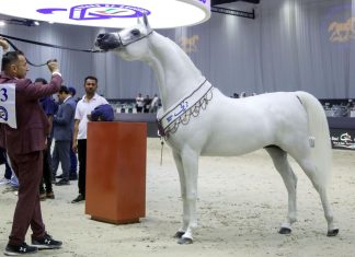 Rabat hosts “Emirates Arabian Horse Global Cup” for the first time