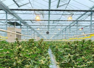 ANRAC issues over 3,000 cannabis licenses in 2024 under Morocco’s Law 13-21