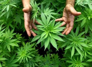 Morocco’s Pharma 5 launches first cannabis-based generic medication