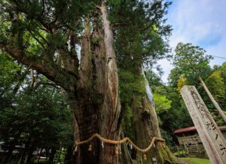 Japan : Ancient 3,000-year-old cedar tree falls due to typhoon Shanshan