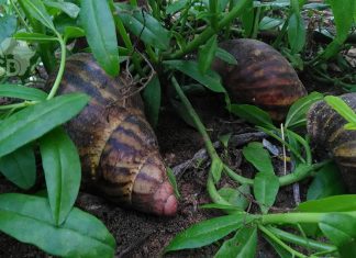 From seafood to snails: Sanam Agro diversifies again