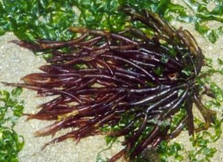 From ocean to industry: Kénitra’s agar-agar plant boosts Morocco’s global influence