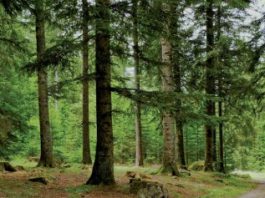 Sala Al Jadida forest: a green vision for the future of urban Morocco !