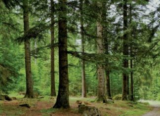 Sala Al Jadida forest: a green vision for the future of urban Morocco ! Sala Al Jadida forest: a green vision for the future of urban Morocco !