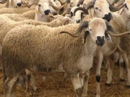 Morocco counts 33 million livestock in nationwide census