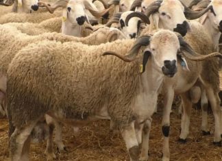 Prices plummet as Morocco suspends Eid al-Adha sacrifice Morocco counts 33 million livestock in nationwide census