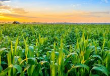 Morocco’s land reform sparks tensions in rural communities Morocco’s land reform sparks tensions in rural communities