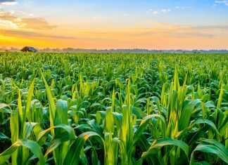 Rainfall rescues the season: agriculture makes a strong comeback Morocco’s land reform sparks tensions in rural communities