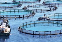 Morocco launches all-digital platform to boost aquaculture investment Morocco launches all-digital platform to boost aquaculture investment