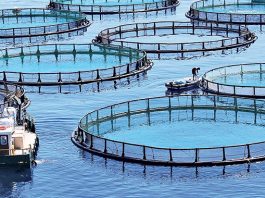 Morocco launches all-digital platform to boost aquaculture investment
