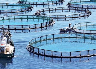 Morocco’s aquaculture boom: how the sea became the country’s new frontier
