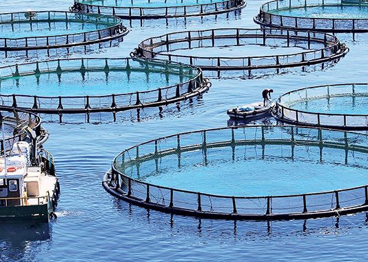 Morocco launches all-digital platform to boost aquaculture investment Morocco launches all-digital platform to boost aquaculture investment
