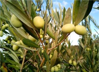 OCP-Al Moutmir’s breakthrough: boosting Morocco’s olive yields by 38%