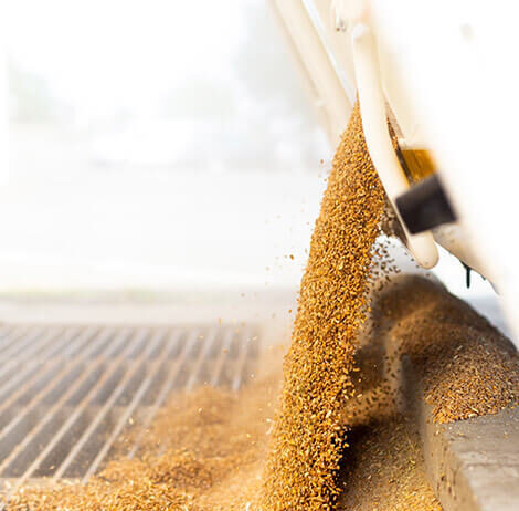 Morocco to stay top buyer of French wheat this season Morocco to stay top buyer of French wheat this season