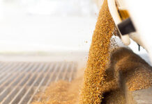 Morocco to stay top buyer of French wheat this season Morocco to stay top buyer of French wheat this season