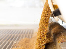 Morocco cuts cereal imports as domestic production rises