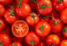 As EU tomato yields stall, Morocco steps in as key supplier As EU tomato yields stall, Morocco steps in as key supplier