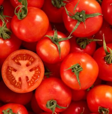 As EU tomato yields stall, Morocco steps in as key supplier As EU tomato yields stall, Morocco steps in as key supplier