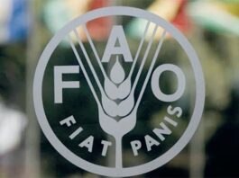 Morocco secures new term on FAO Council, strengthening role in global food policy