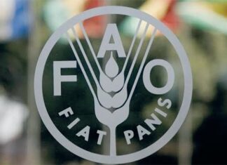 Morocco secures new term on FAO Council, strengthening role in global food policy UN Food Agency recognizes Morocco’s leadership in South-South cooperation