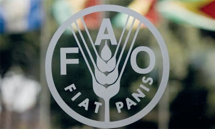 Morocco secures new term on FAO Council, strengthening role in global food policy