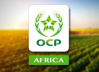 OCP Africa reshapes leadership to drive continental growth OCP Africa reshapes leadership to drive continental growth