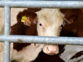 Lumpy skin disease: French outbreak sparks fears among Moroccan farmers