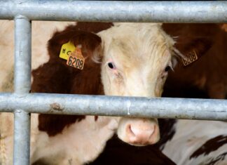 Lumpy skin disease: French outbreak sparks fears among Moroccan farmers Lumpy skin disease: French outbreak sparks fears among Moroccan farmers