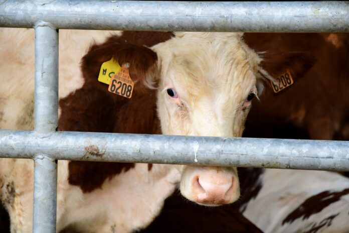Lumpy skin disease: French outbreak sparks fears among Moroccan farmers