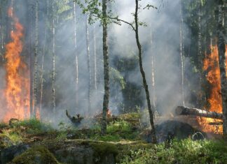 Morocco on high alert as wildfire risk reaches extreme levels Morocco on high alert as wildfire risk reaches extreme levels