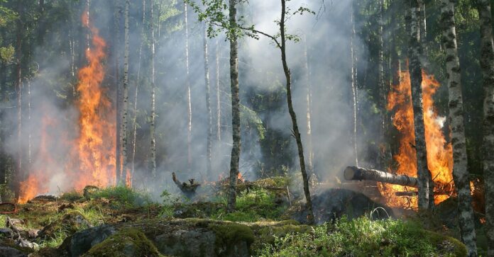 Morocco on high alert as wildfire risk reaches extreme levels