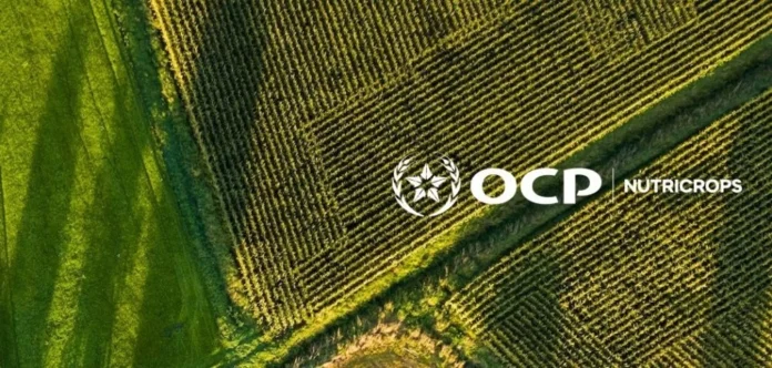 OCP Nutricrops launches Dutch holding company to streamline global strategy