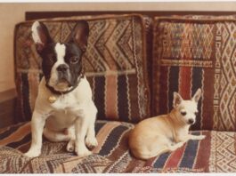 Yves Saint Laurent’s dogs take center stage in Marrakech exhibition