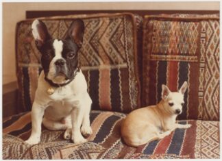 Yves Saint Laurent’s dogs take center stage in Marrakech exhibition Yves Saint Laurent’s dogs take center stage in Marrakech exhibition