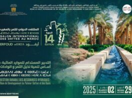 Erfoud to host International Date Palm Fair with focus on water sustainability