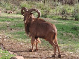 Barbary sheep return to Morocco’s Eastern High Atlas in conservation push